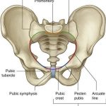 Pictures Of Cavity Of The Lesser Pelvis