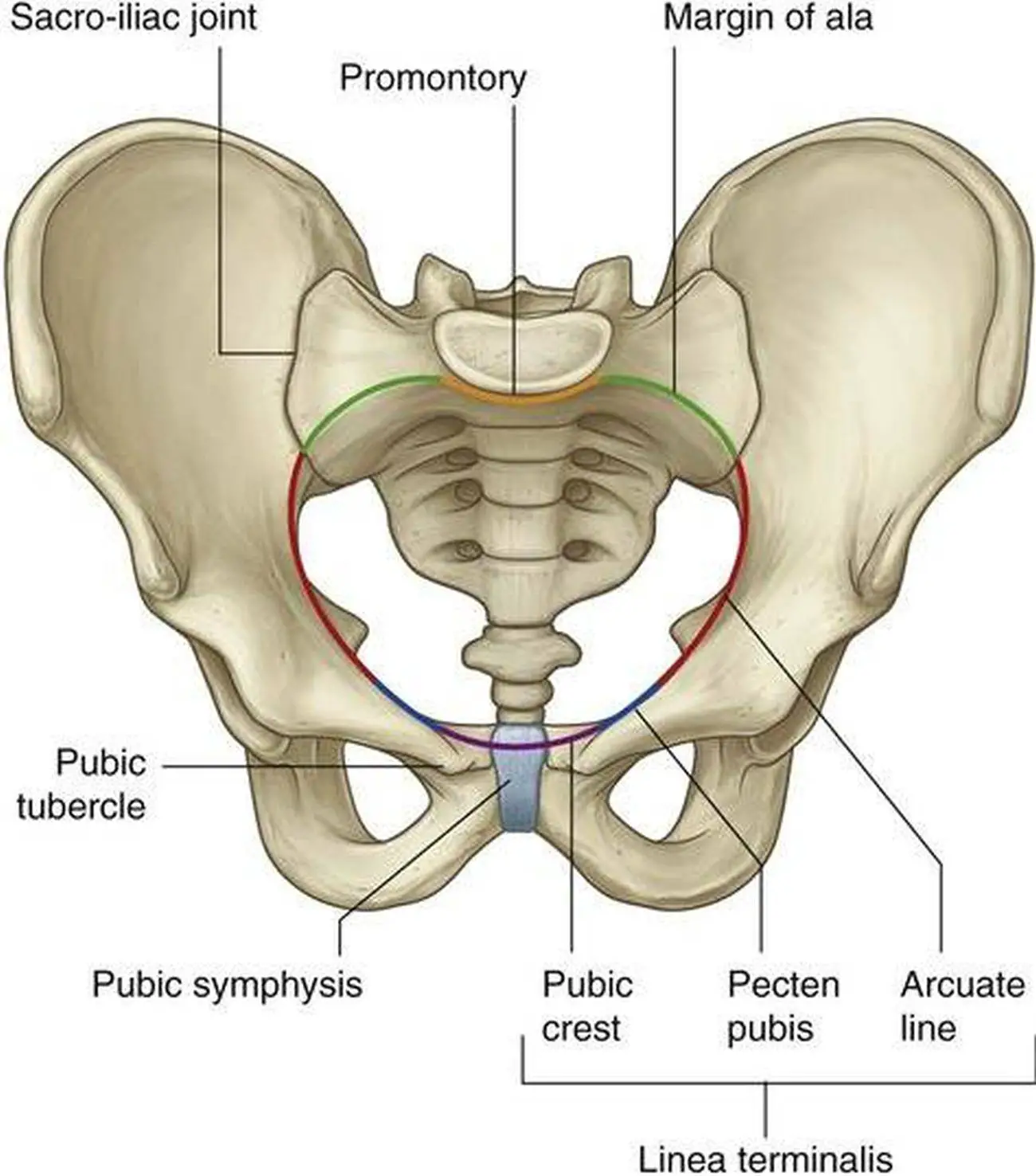 Pictures Of Cavity Of The Lesser Pelvis