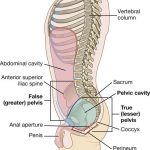 Pictures Of Cavity Of The Lesser Pelvis