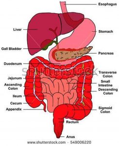 Pictures Of Cecum