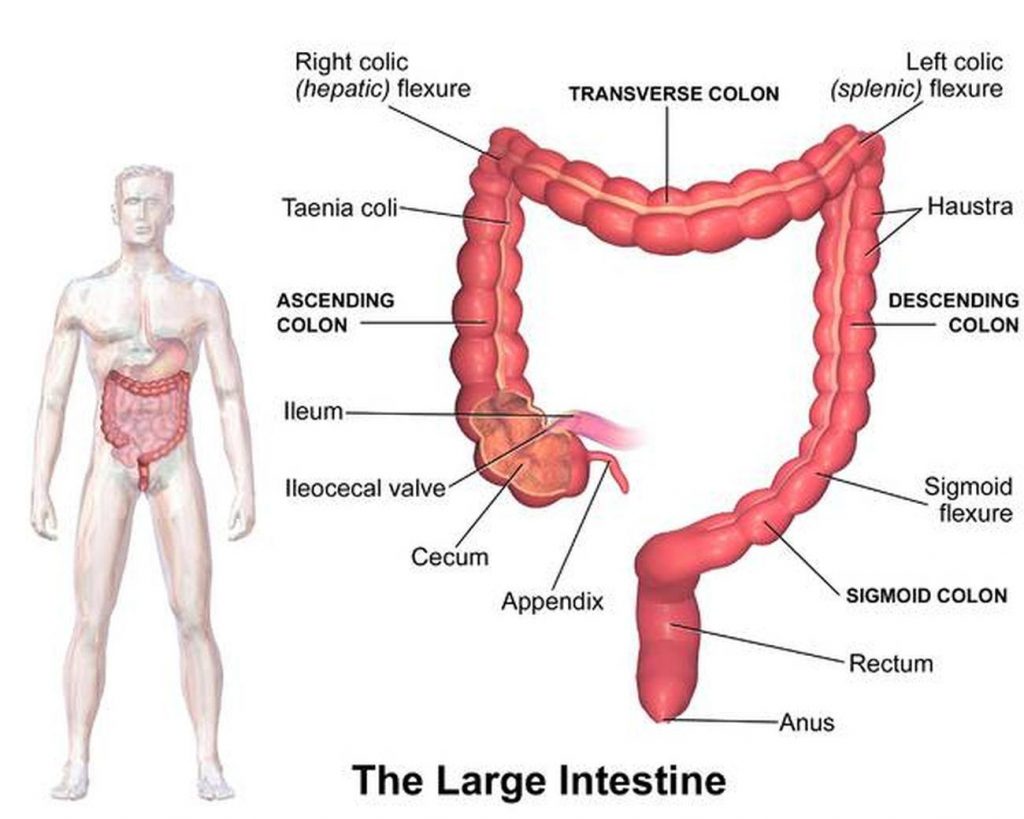 Pictures Of Cecum