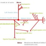 Pictures Of Celiac Artery
