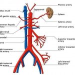 Pictures Of Celiac Artery