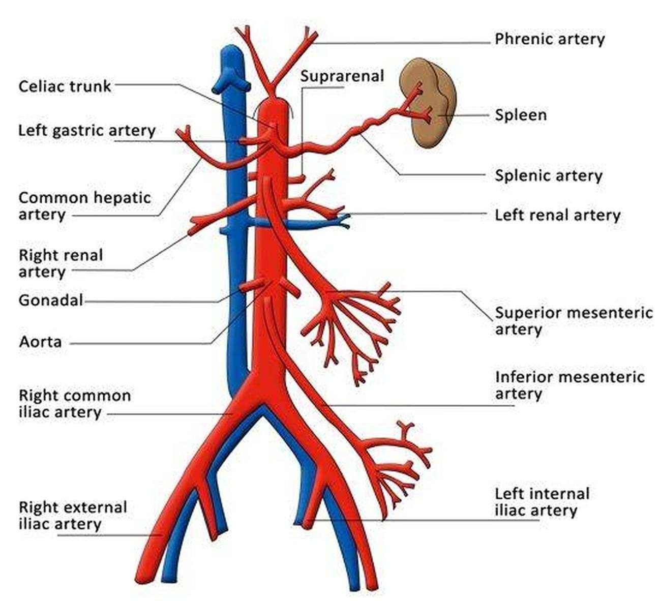 Pictures Of Celiac Artery