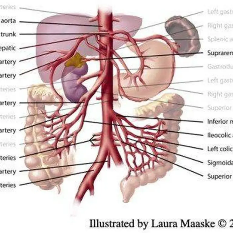 Pictures Of Celiac Artery