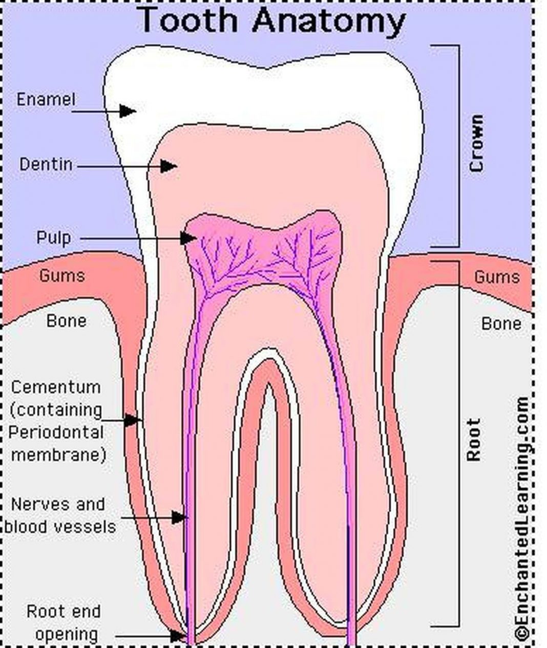 Pictures Of Cementum