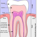 Pictures Of Cementum