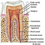 Pictures Of Cementum