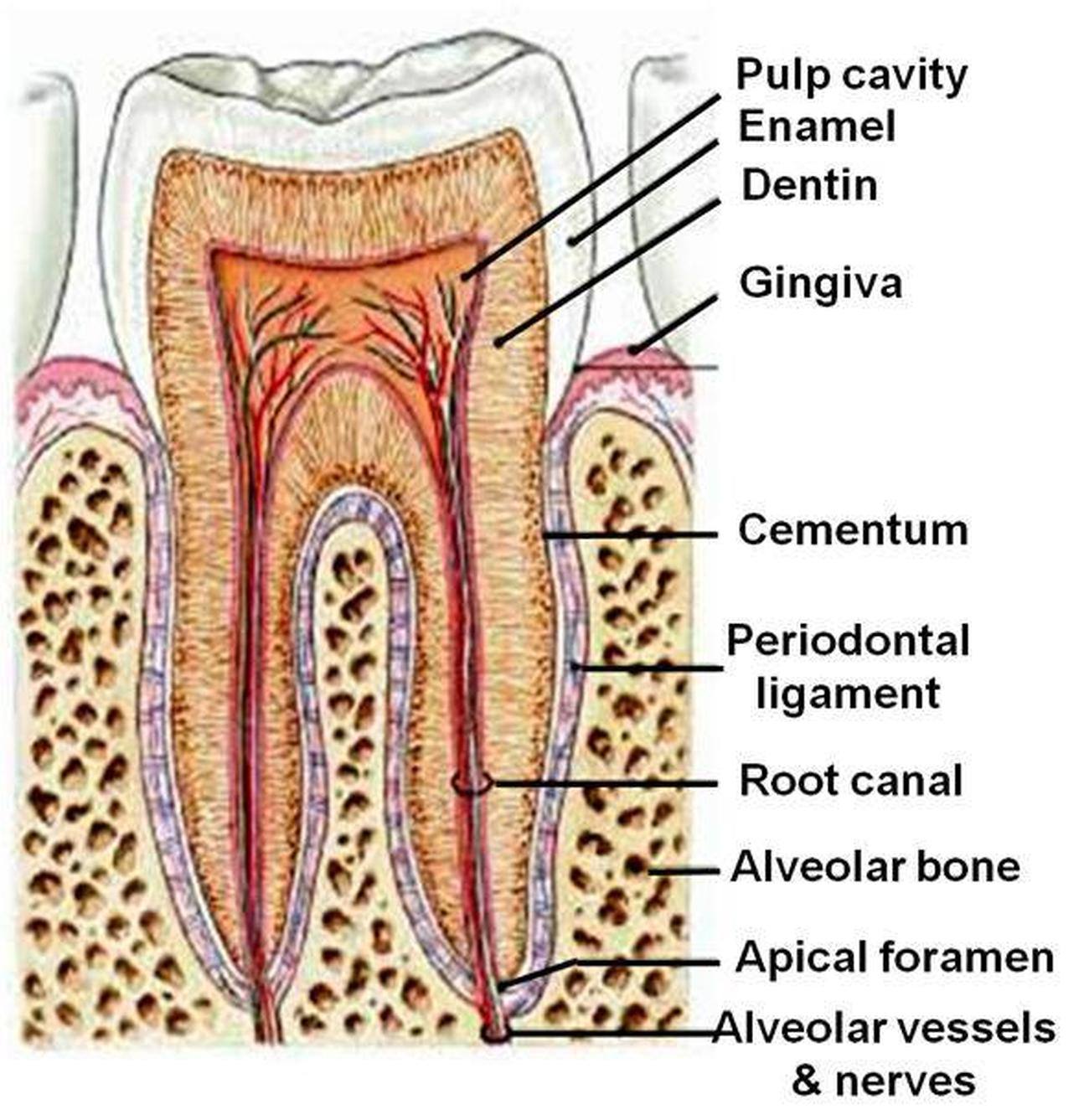What Is Dental Cementum At John Pelzer Blog