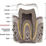 Pictures Of Cementum
