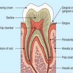 Pictures Of Cementum
