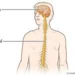 Pictures Of Central Nervous System