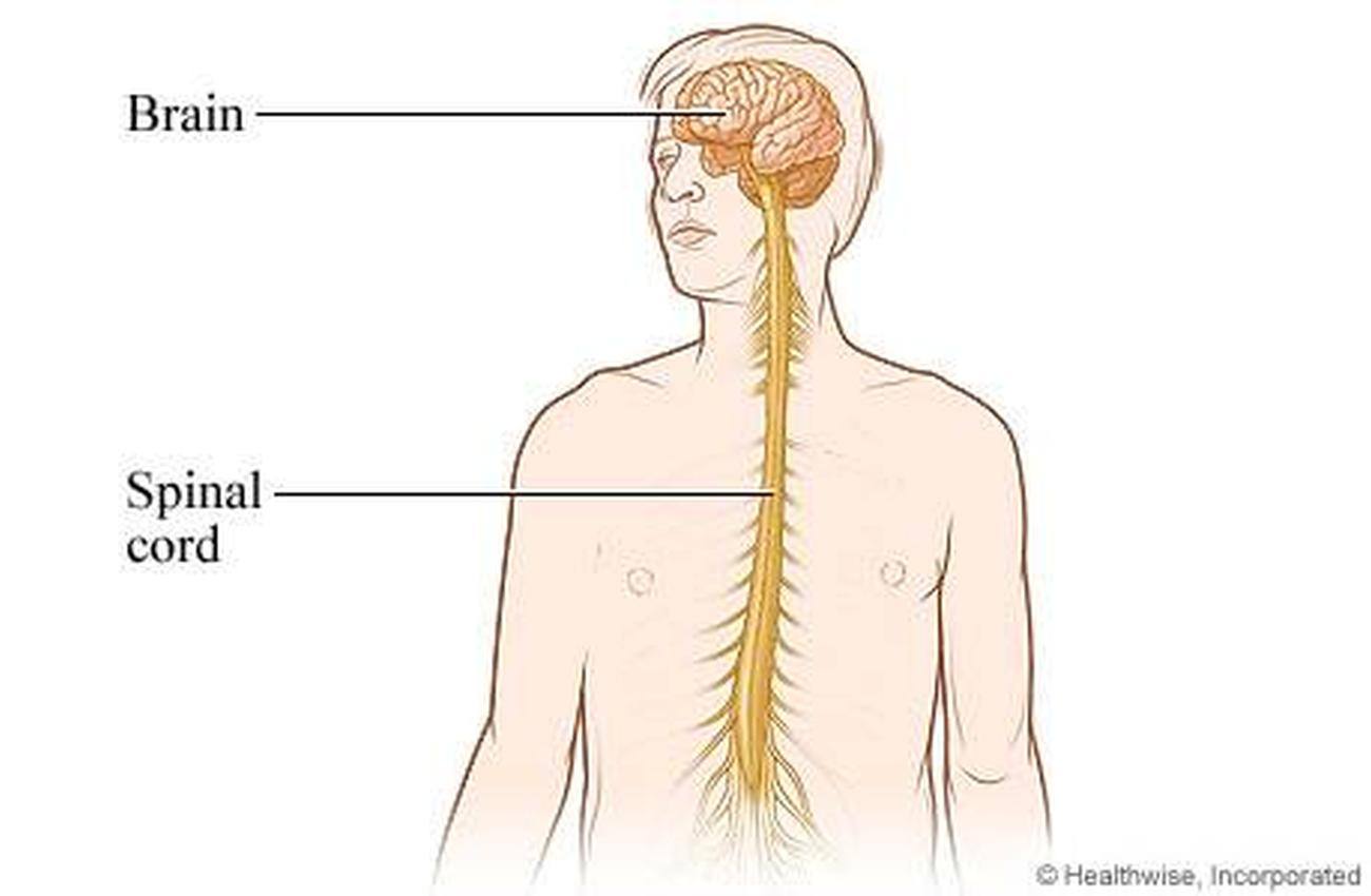 langauge and speech central nervous system