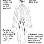 Pictures Of Central Nervous System