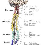 Pictures Of Central Nervous System