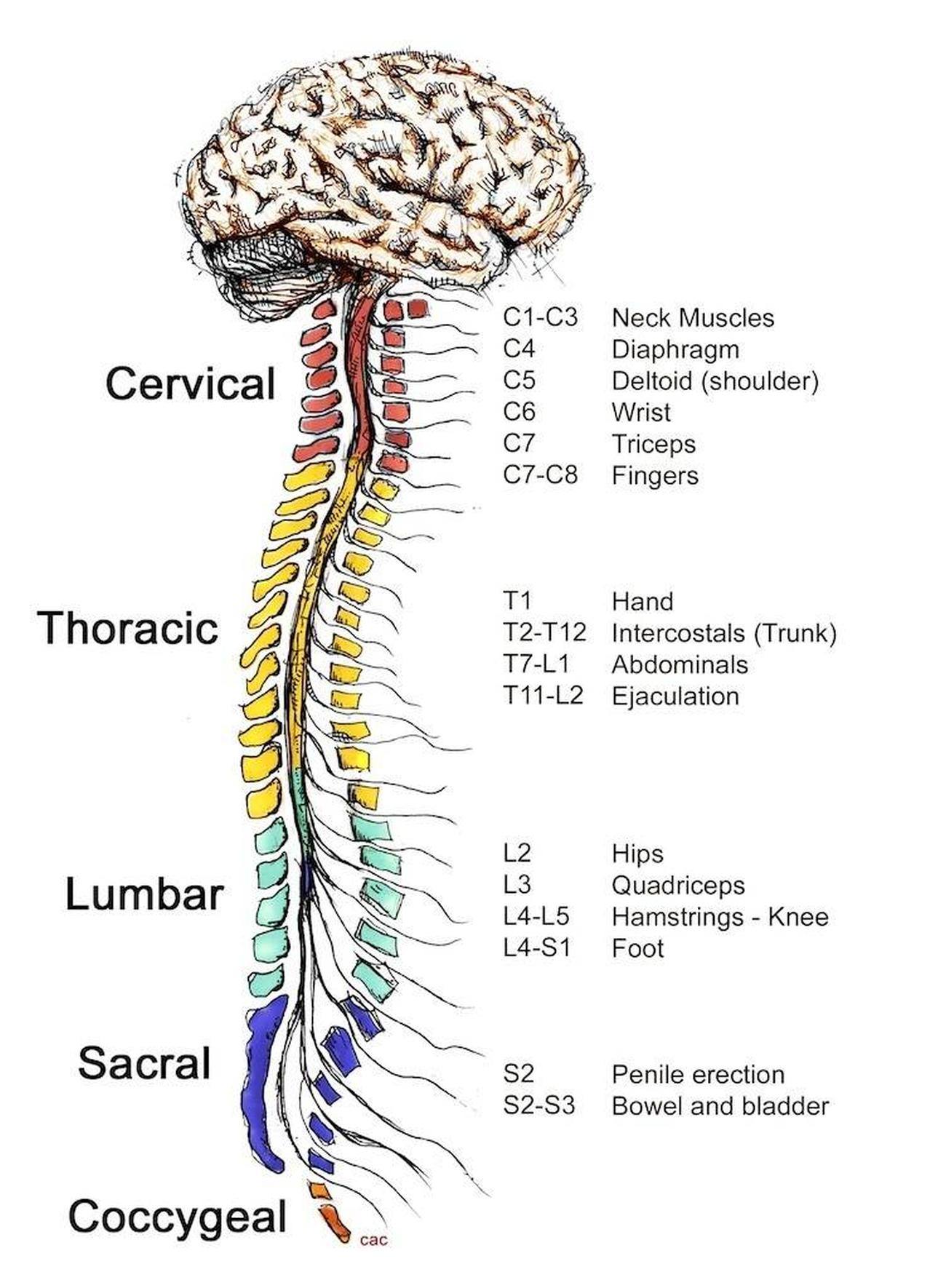 Pictures Of Central Nervous System