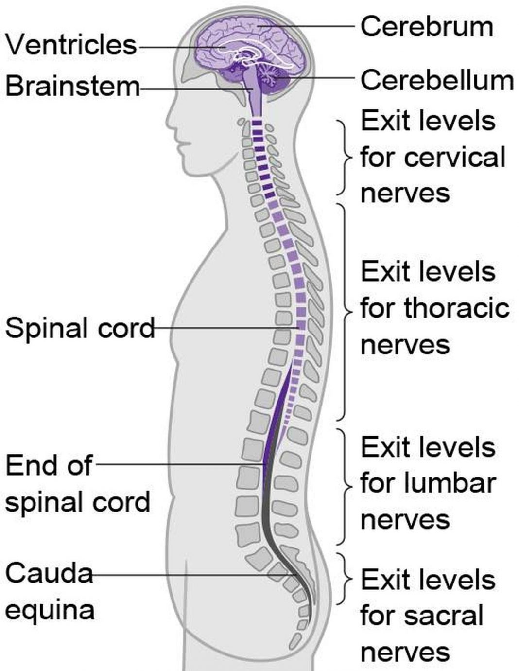 What Is The Central Nervous System