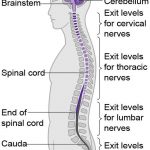 Pictures Of Central Nervous System