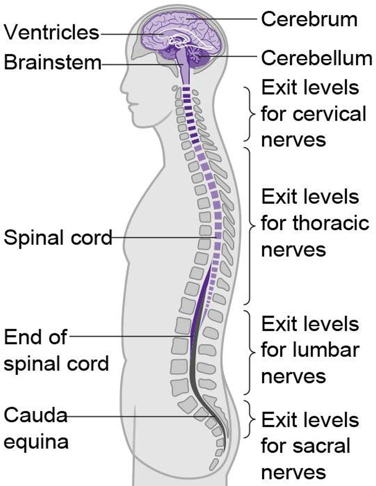 Pictures Of Central Nervous System