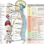 Pictures Of Central Nervous System