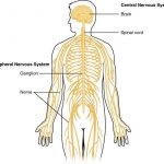 Pictures Of Central Nervous System