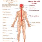 Pictures Of Central Nervous System