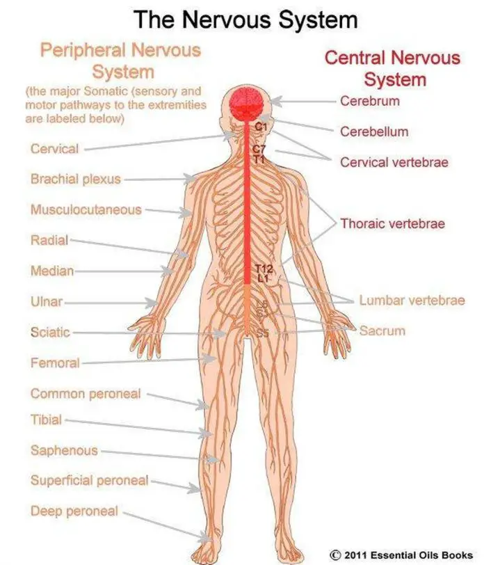 Pictures Of Central Nervous System