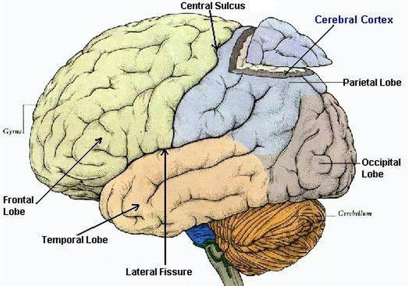 parts-of-the-cerebral-cortex