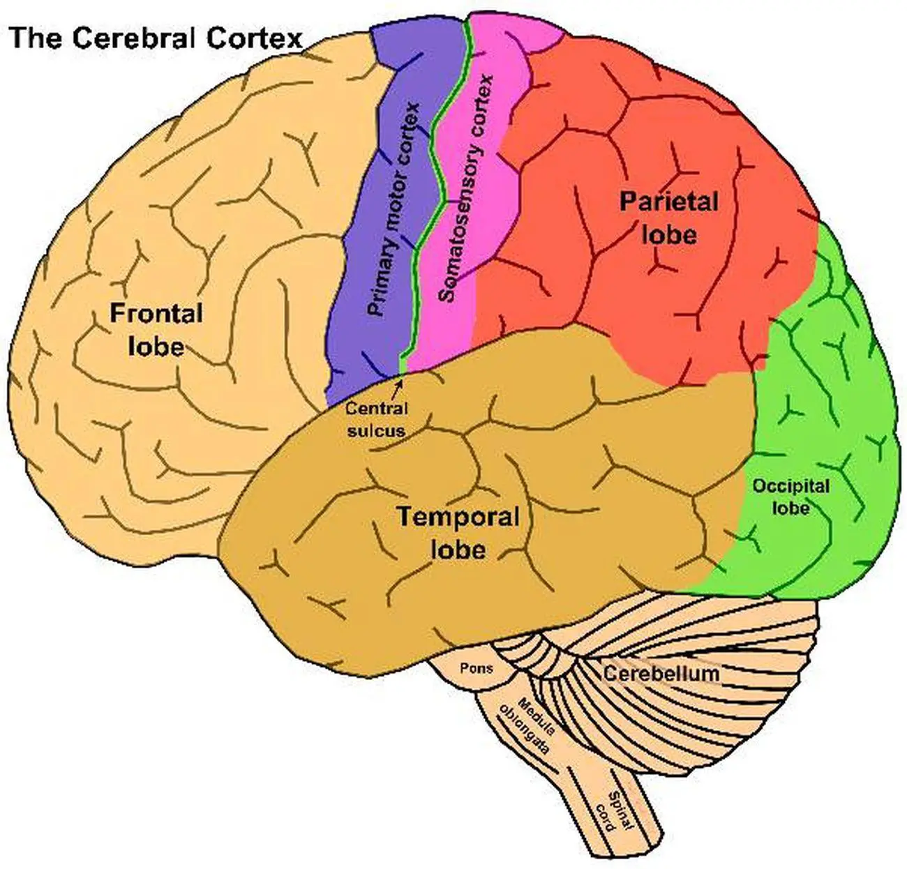 Pictures Of Cerebral Cortex