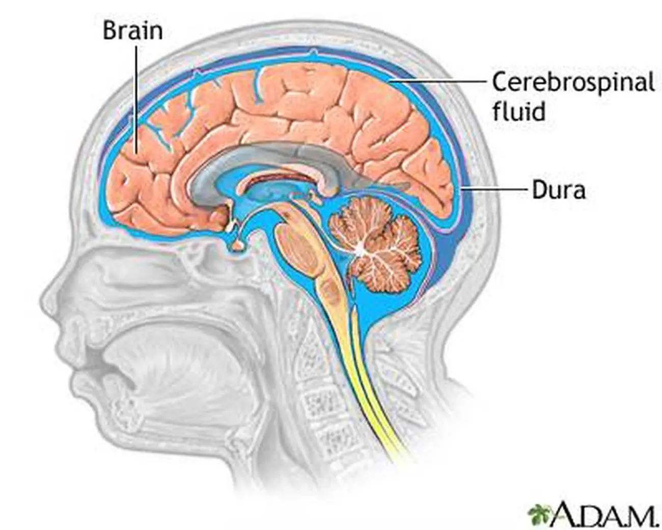 Pictures Of Cerebral Spinal Fluid