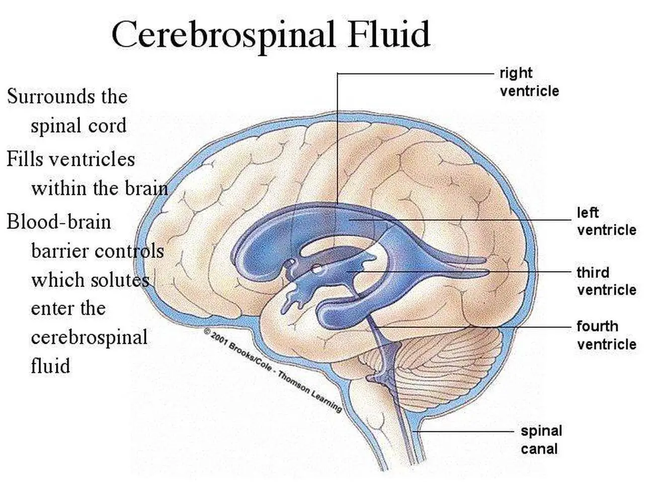 Pictures Of Cerebrospinal Fluid