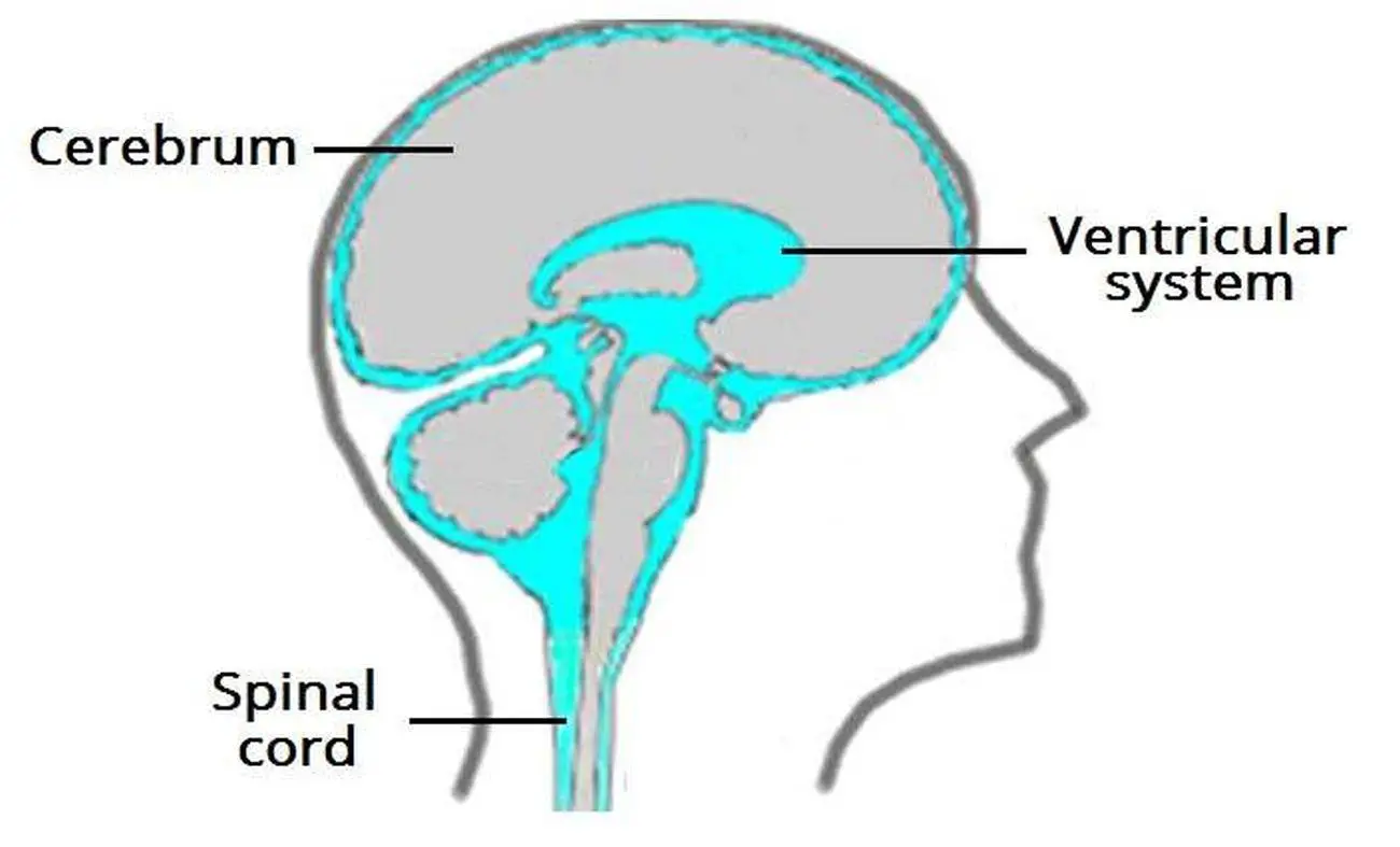 Pictures Of Cerebrospinal Fluid