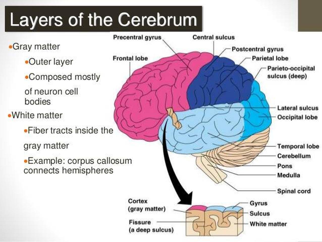 Pictures Of Cerebrum