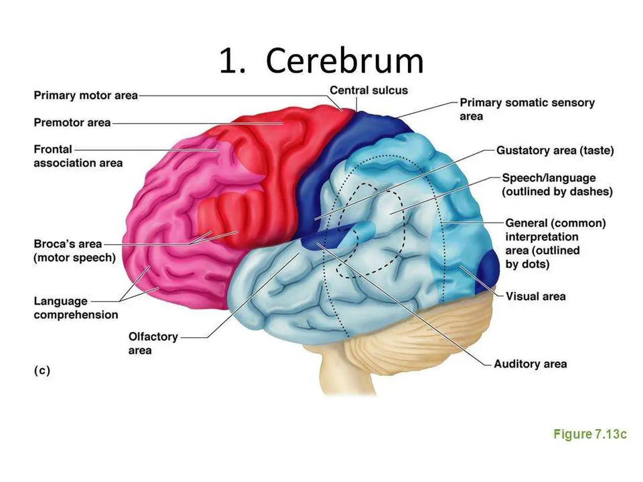 Pictures Of Cerebrum