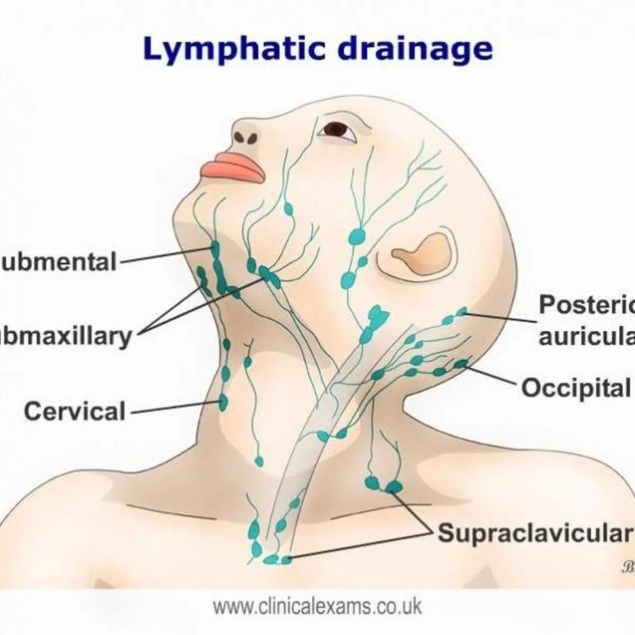 Pictures Of Cervical Lymph Nodes