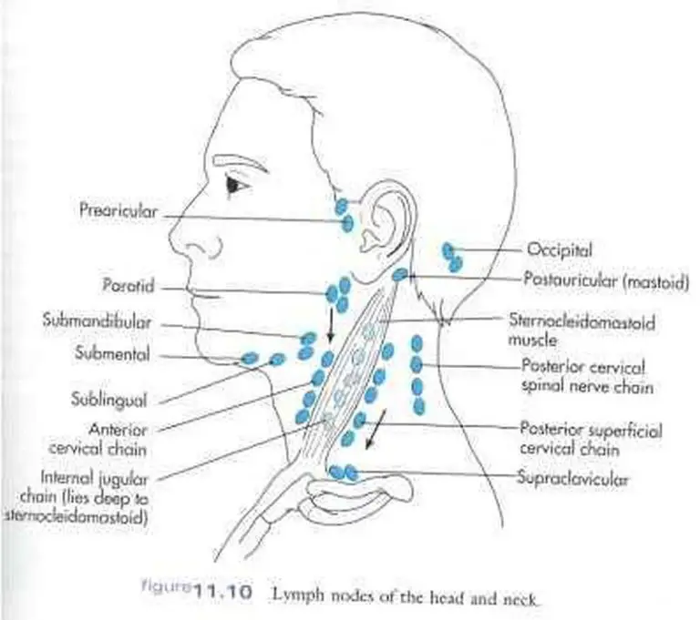 Pictures Of Cervical Lymph Nodes