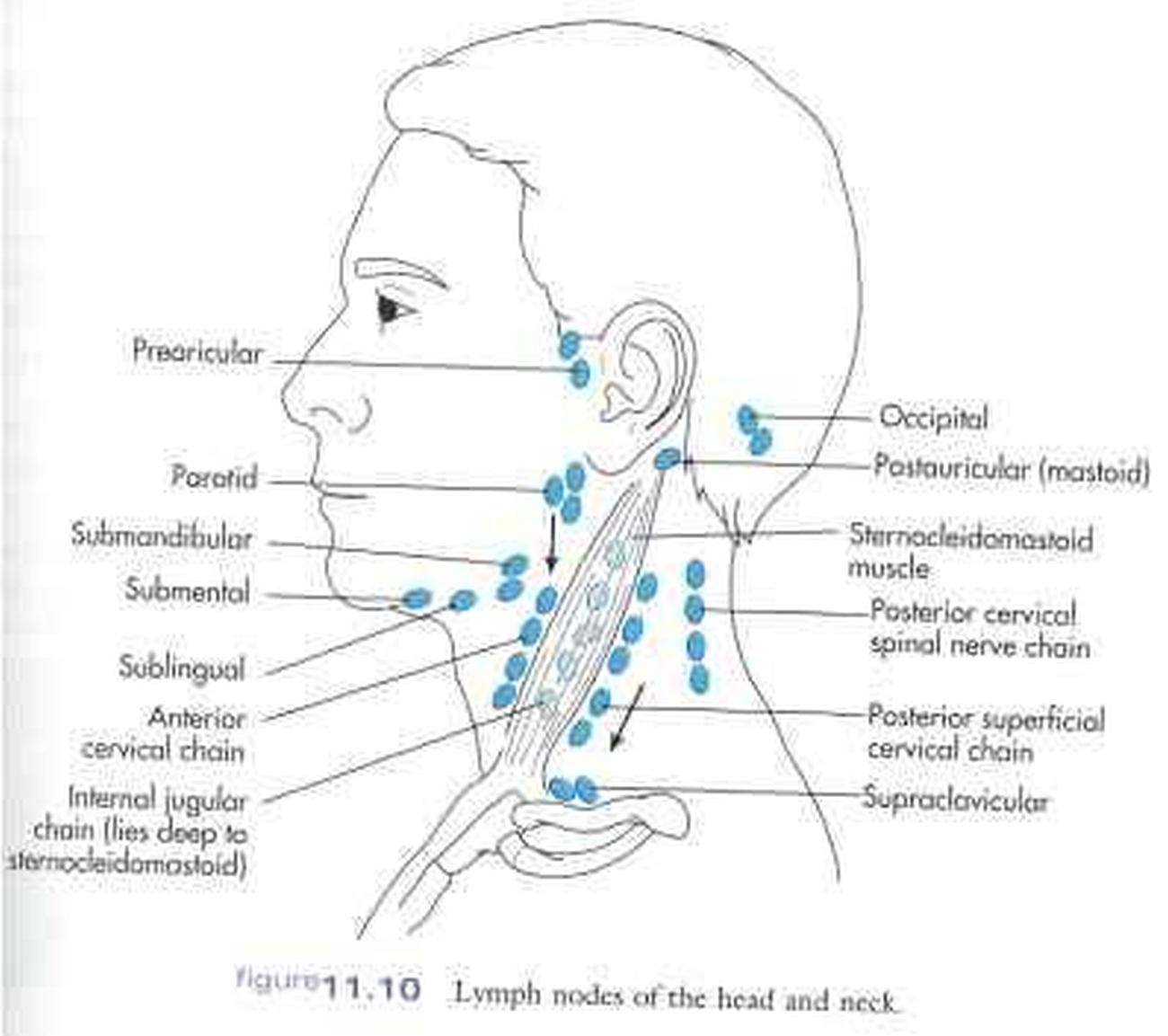 Posterior Auricular Lymph Nodes Gourmetmokasin