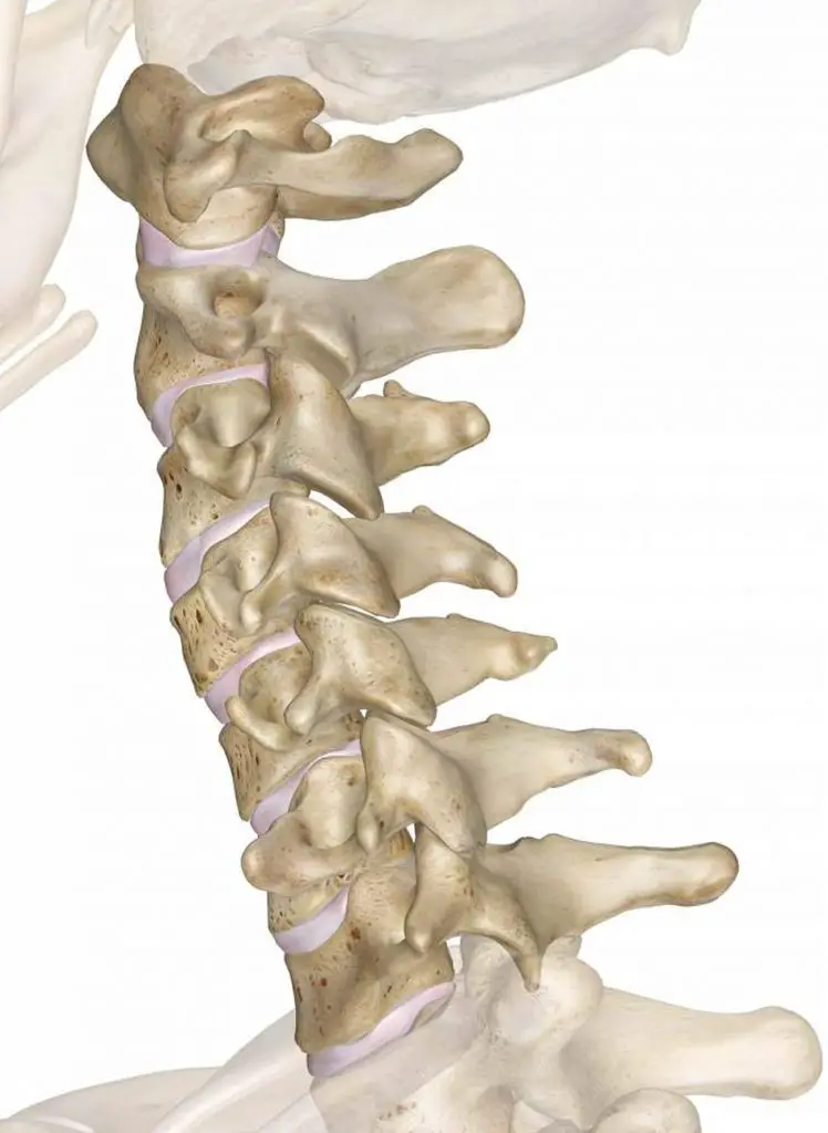 Pictures Of Cervical Vertebrae