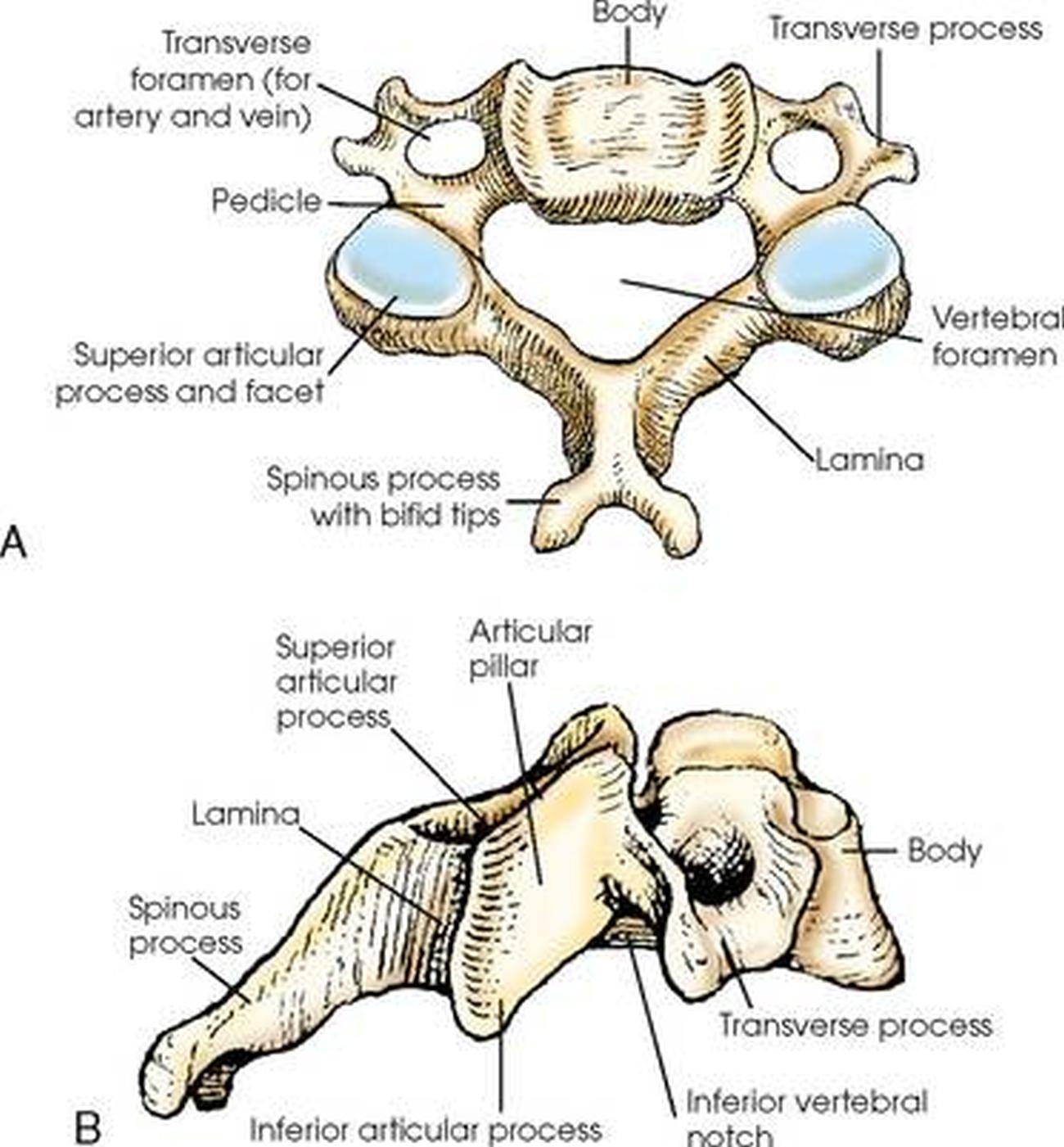 Labeled Diagram Of Cervical Spine