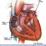 Pictures Of Chambers Of The Heart