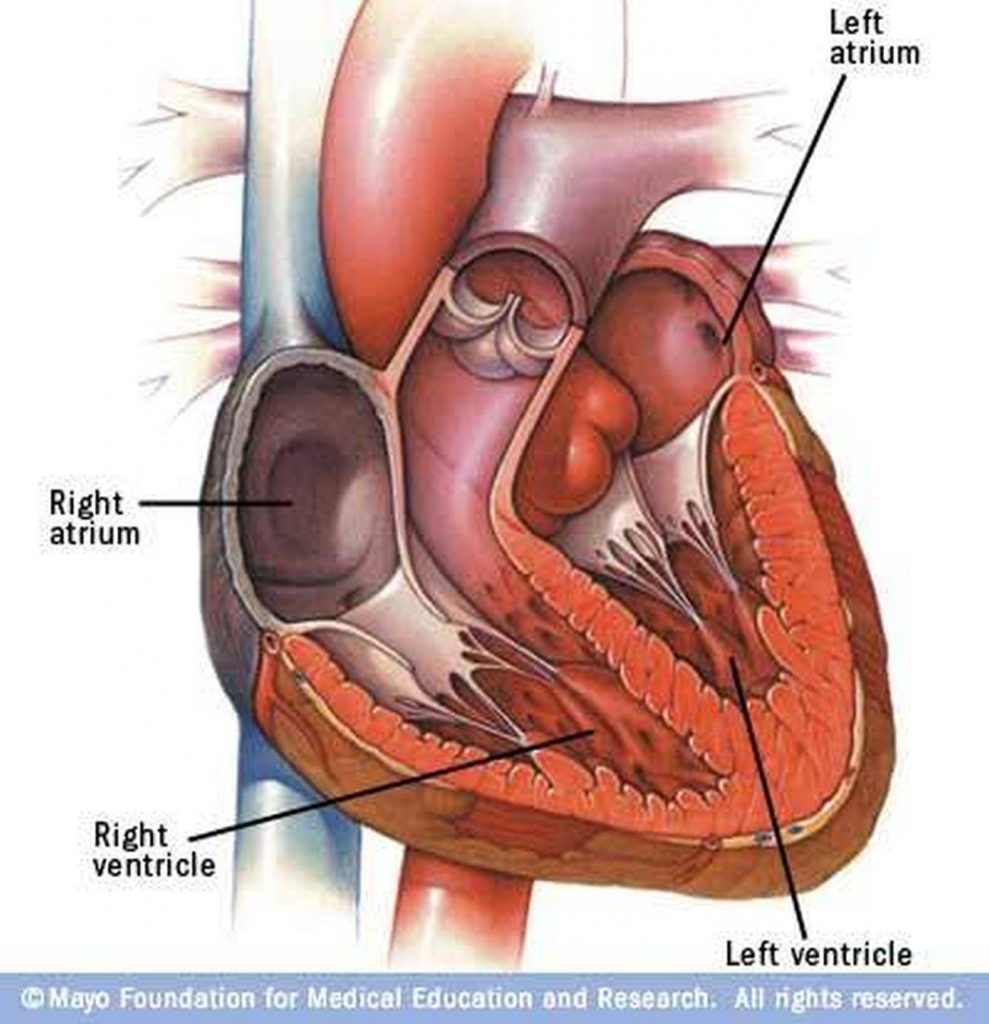 Pictures Of Chambers Of The Heart