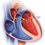 Pictures Of Chambers Of The Heart