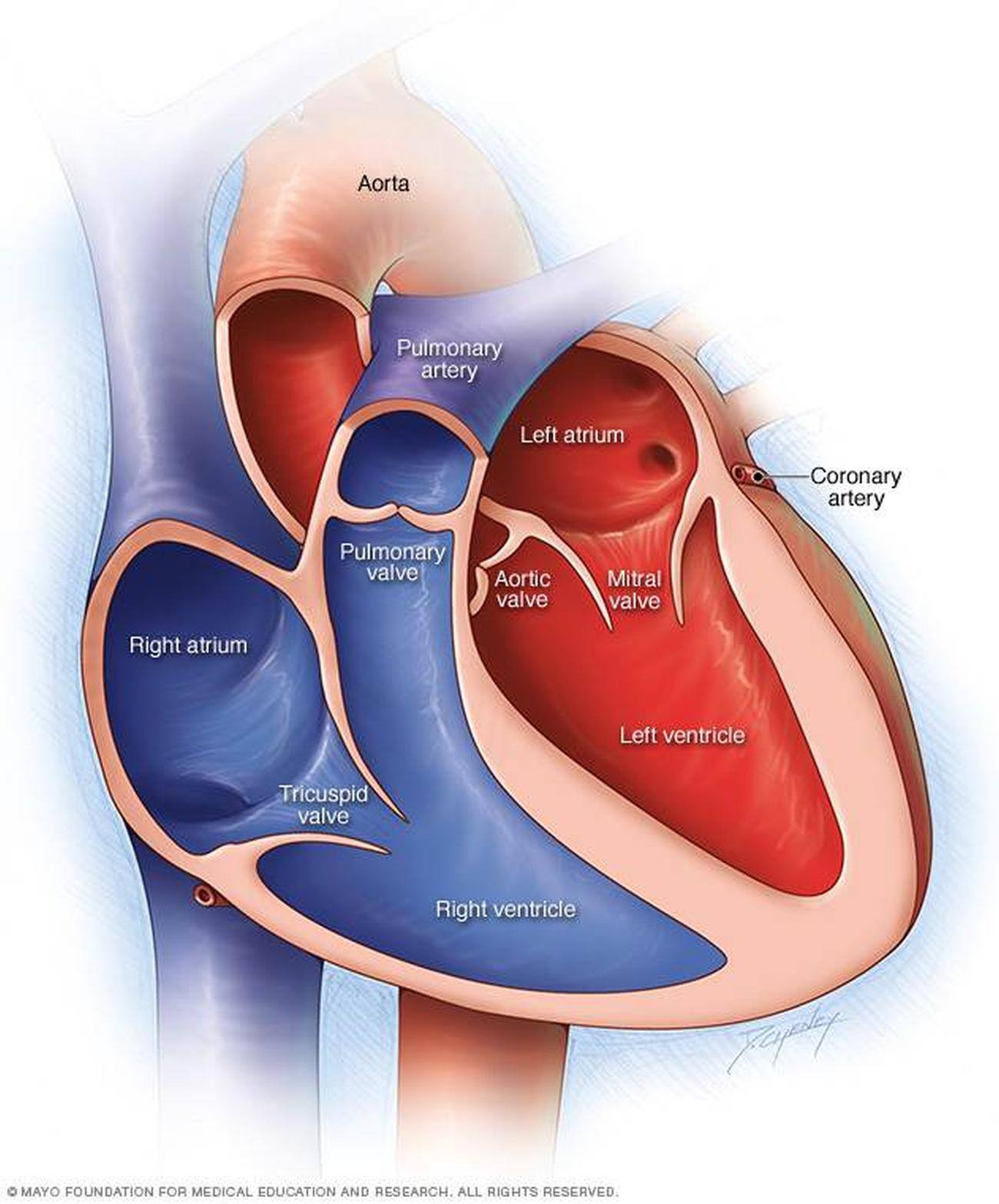 chambers of the heart diagram