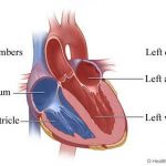 Pictures Of Chambers Of The Heart