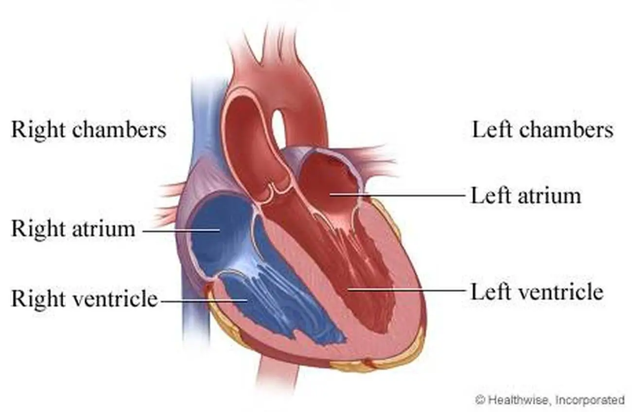 Pictures Of Chambers Of The Heart