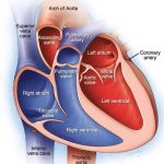 Pictures Of Chambers Of The Heart