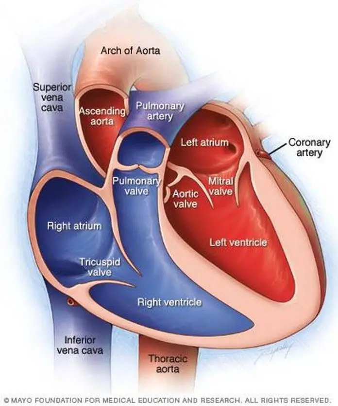 Pictures Of Chambers Of The Heart