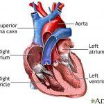 Pictures Of Chambers Of The Heart