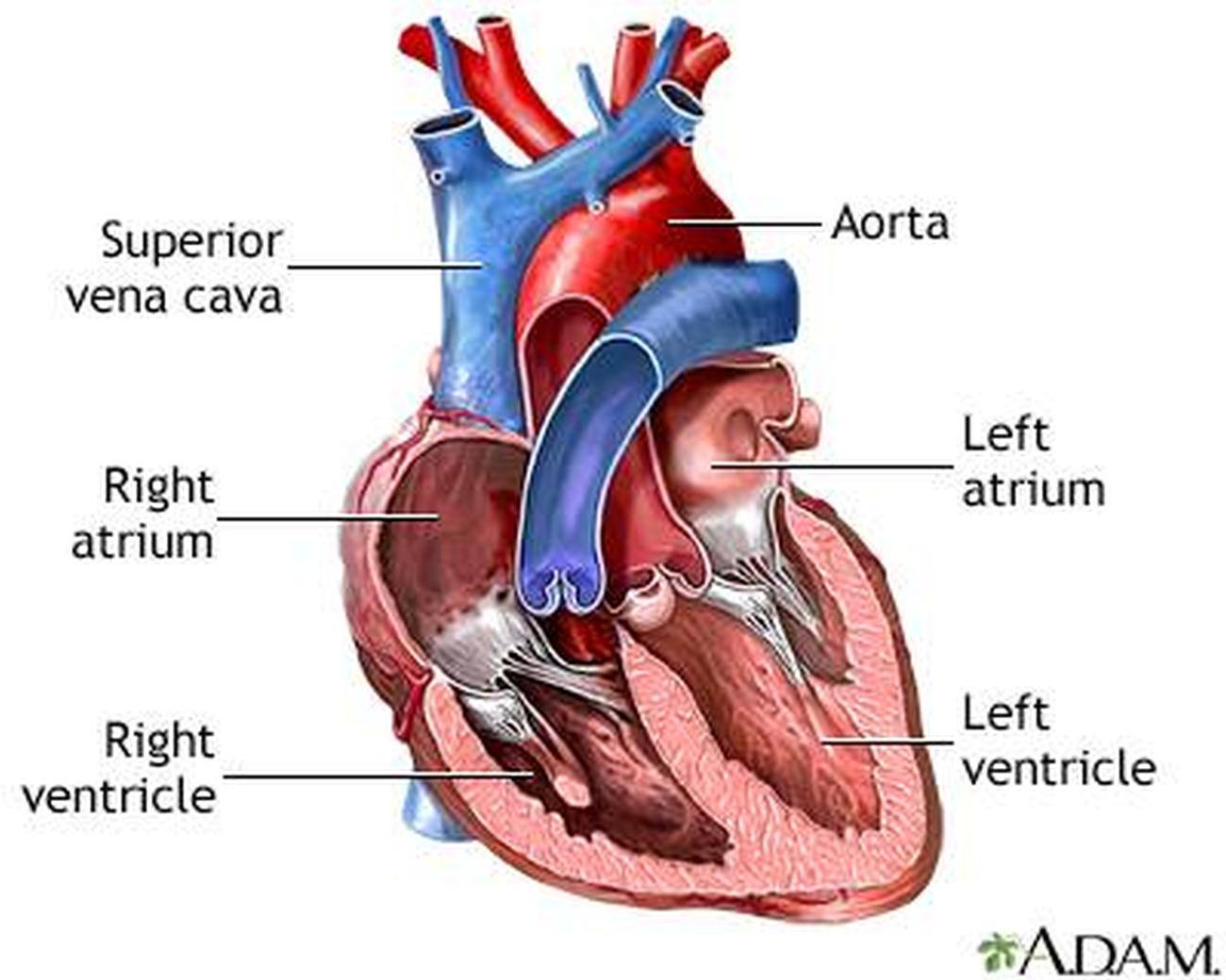 what are the names of the heart chambers