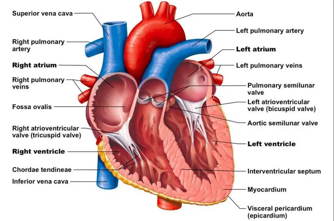 Pictures Of Chambers Of The Heart